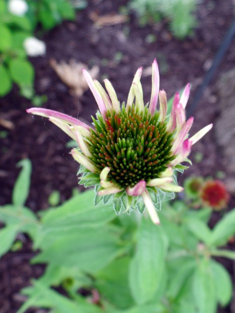 SAMSUNG CAMERA PICTURES